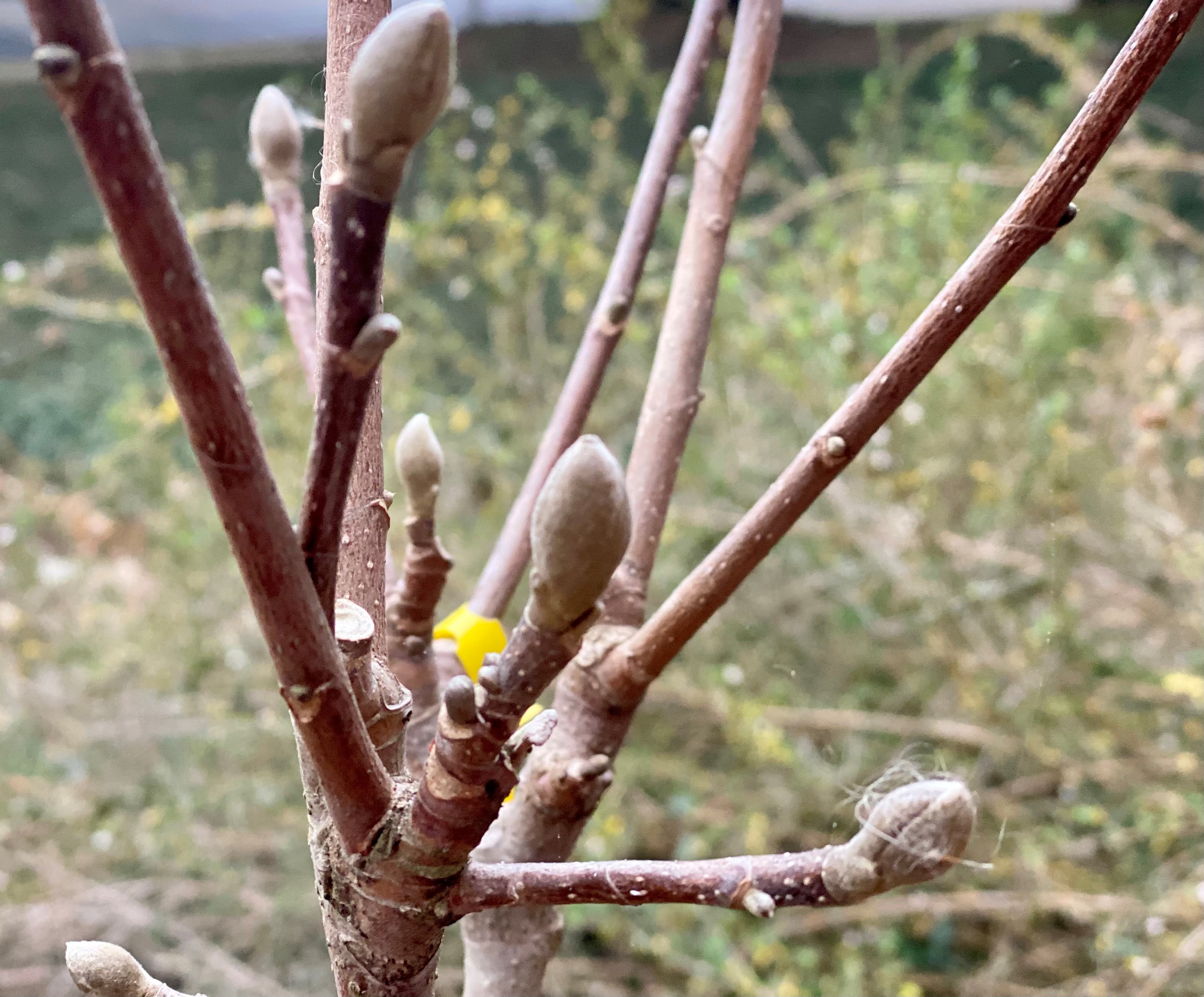 Buds set on last years growth on flowering trees such as this Japanese magnolia.